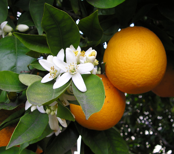 A narancsfajták felhasználása